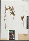 Foto von Salix purpurea L. x Salix repens L.